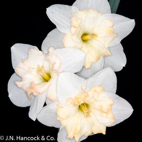 CHANGING COLORS daffodil bulb Narcissus